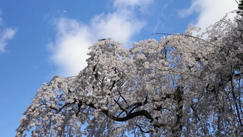 The Weeping Cherry Trees of the Kyoto Imperial Palace Stock Footage 335164889