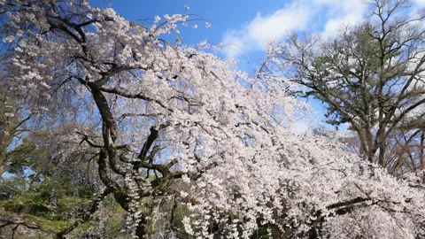 The Weeping Cherry Trees of the Kyoto Imperial Palace Stock Footage 335164899