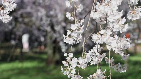 The Weeping Cherry Trees of the Kyoto Imperial Palace Stock Footage 335164982