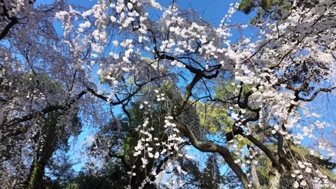 The Weeping Cherry Trees of the Kyoto Imperial Palace Stock Footage 335165271