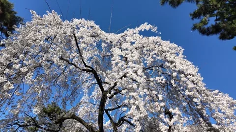The Weeping Cherry Trees of the Kyoto Imperial Palace Stock Footage 335165302