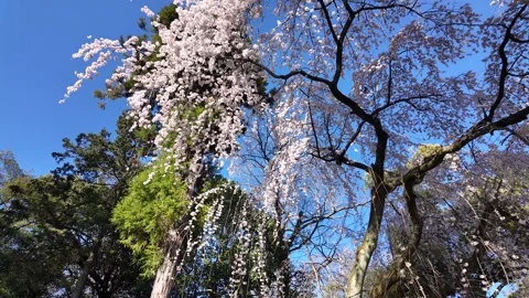 The Weeping Cherry Trees of the Kyoto Imperial Palace Stock Footage 335165314