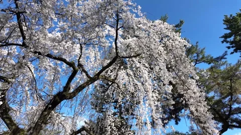 The Weeping Cherry Trees of the Kyoto Imperial Palace Stock Footage 335165335