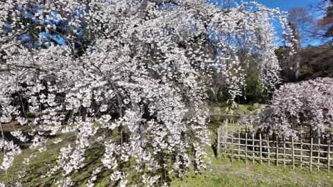 The Weeping Cherry Trees of the Kyoto Imperial Palace Stock Footage 335165344