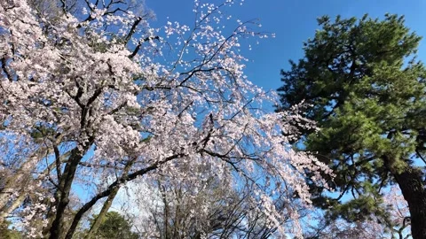 The Weeping Cherry Trees of the Kyoto Imperial Palace Stock Footage 335165392
