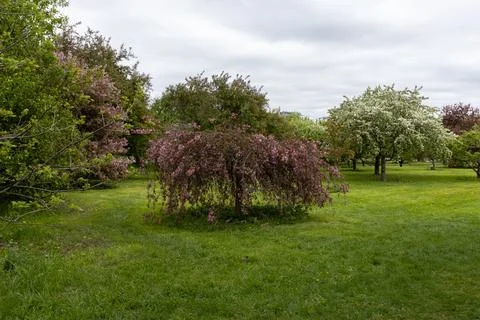 Weeping crabapple tree blooming in spring park in Ottawa, Canada Foto stock