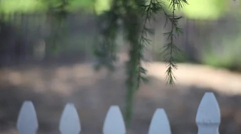 Weeping evergreen branches moving in the wind over a picket fence  Stock Footage 58196512