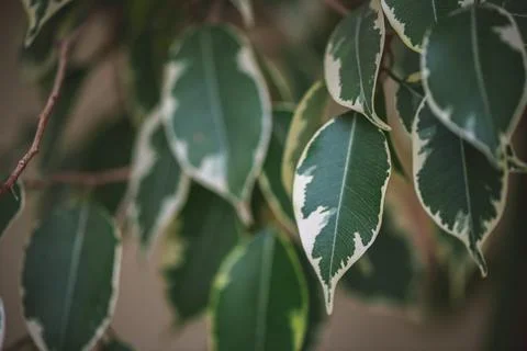 Weeping fig foliage featuring vibrant green leaves with irregular creamy wh.. Stockfoto's