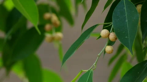 Weeping fig fruits Stock Footage 48564968