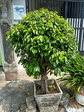 Weeping Fig Plant Stock Photos