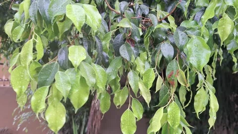 Weeping Fig Tree Leaves With Raindrops Moving In Wind Close Up Static Shot Stock Footage 346597895
