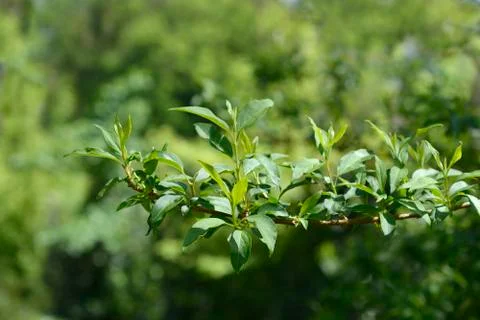 Weeping forsythia Stock Photos