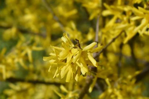 Weeping forsythia Stock Photos