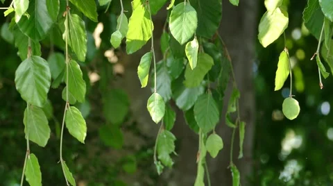 Weeping Tree - Leaves at Wind - 02 - Close Up - Slow Motion Stock Footage 51322703