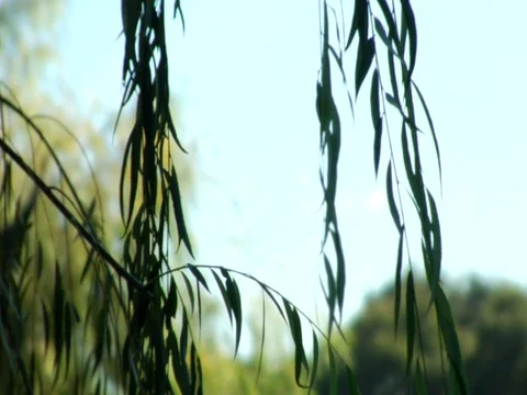 Weeping tree for video background Stock Footage 106221457
