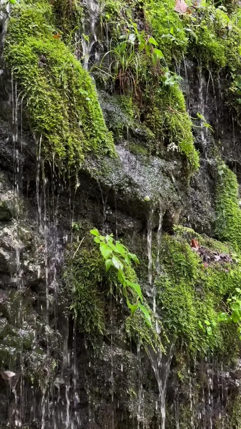 Weeping wall in Teufelsschlucht Devil's Gorge Switzerland natural filtration Video stock 340052161