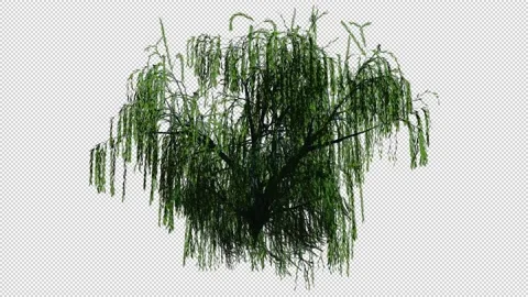 Weeping willow-1 Video stock 172331896