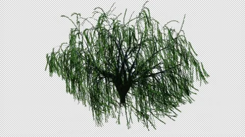 Weeping willow-2 Video stock 172332005