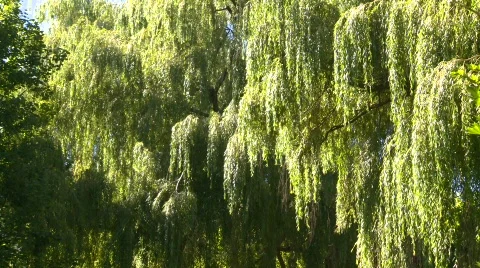 Weeping willow, #4 Stock Footage