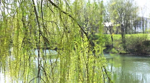 Weeping willow above the river Stock Footage 38382808