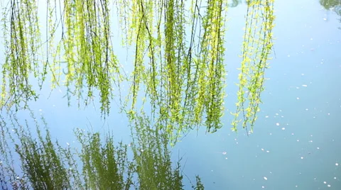 Weeping willow above the river Stock-Footage 38384030