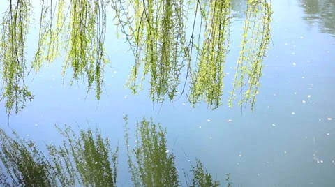 Weeping willow above the river Stock-Footage 38565053