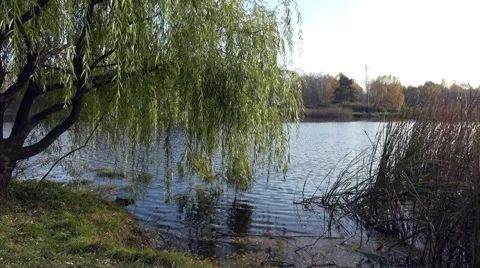 Weeping willow and dry grass at a lake's side Stock Footage 68902207