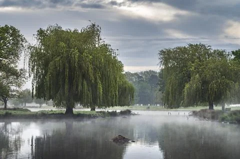 Weeping Willow and hovering mist Stock-Fotos