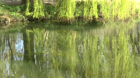 Weeping Willow And Reflections On A English Lake Stock Footage 152038430