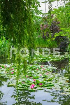 Weeping willow and waterlilies, Monet's Garden, Giverny, Normandy, France, Stock Photos