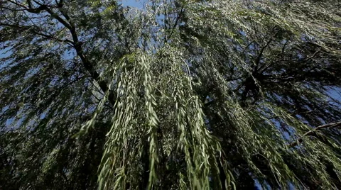 Weeping Willow and Wind multiple angles Video stock 920000