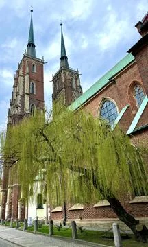 Weeping willow on the background of the beautiful old architecture of the city Stock Photos