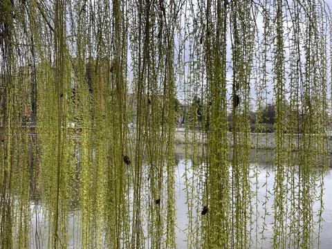 Weeping willow on the background of the beautiful old architecture of the city Stock Photos