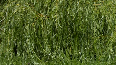 Weeping willow for background 스톡 동영상 122582781