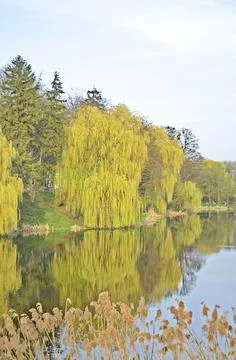 Weeping willow background 库存照片