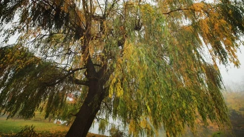 A weeping willow on the bank of the small pond in the city park. Long Stock Footage 166885348