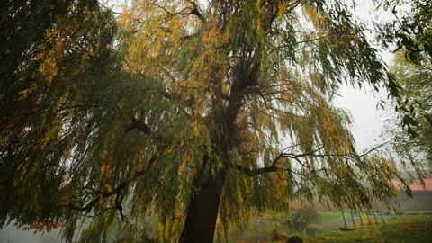 A weeping willow on the bank of the small pond. Long slender viny branches Stock-Footage 166885428