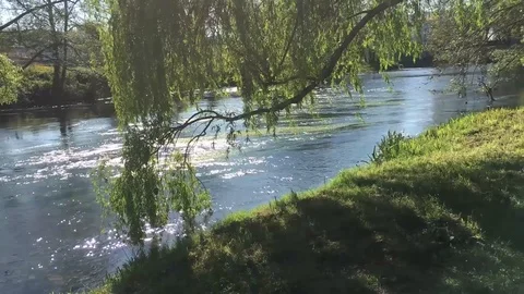 Weeping willow blows in breeze alongside water Stock Footage 124999847