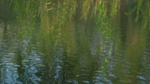 Weeping willow branch over river Stock Footage 74500736