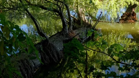 Weeping willow branches and fallen tree trunk over wild lake panning Stock Footage 328414211