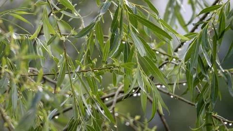 Weeping willow branches close-up. Drops of water on yellow willow leaves - .. Stock Photos