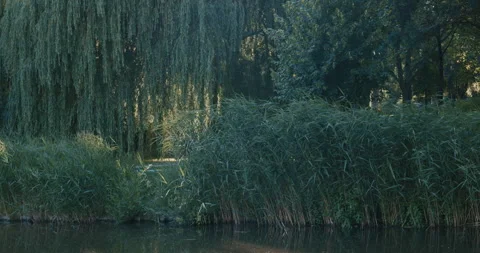 Weeping willow branches draping over tall reeds growing along the edge of a 動画素材 339081827