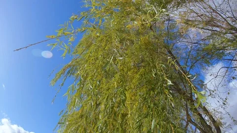 Weeping willow branches Vidéo 118973251