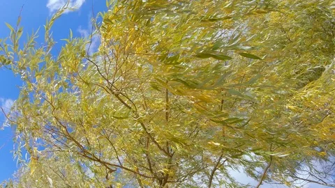 Weeping willow branches Vidéo 118980843