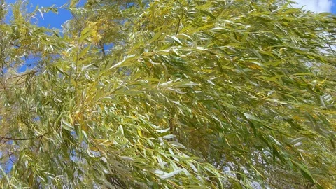 Weeping willow branches Vidéo 119111173