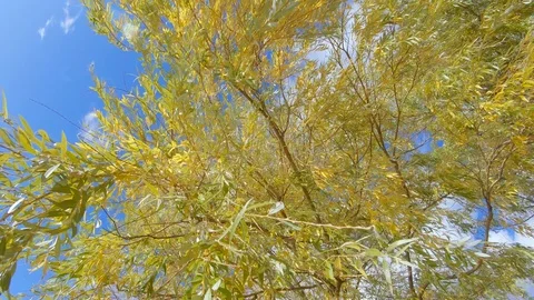 Weeping willow branches Vidéo 120165135
