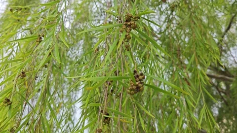 Weeping willow branches Vidéo 312584121