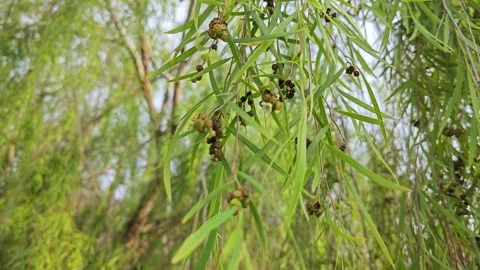 Weeping willow branches Stock Footage 312584125