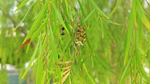 Weeping willow branches Stock Footage 312584200