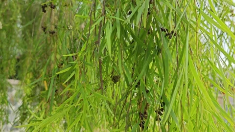 Weeping willow branches Vidéo 312584295